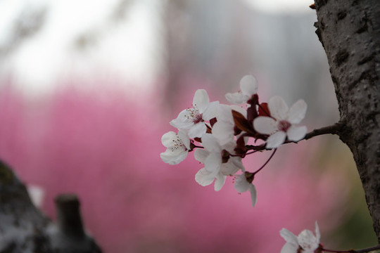櫻花