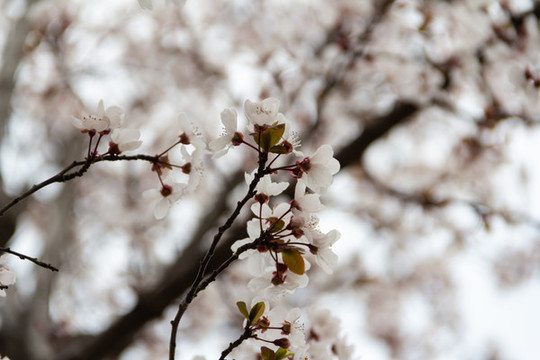 櫻花