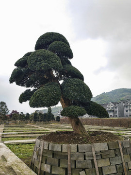 古樹培育
