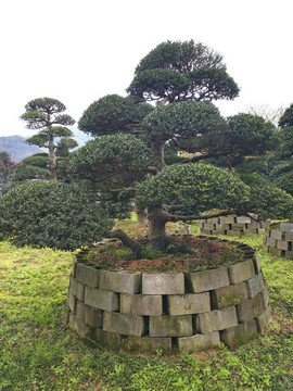 園藝景觀樹拍攝