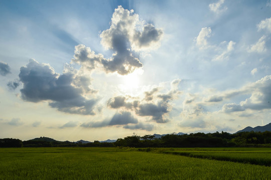 綠稻田
