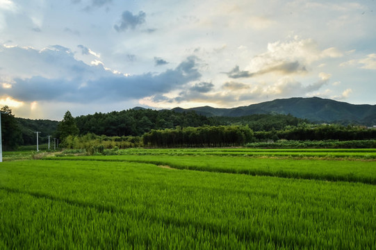 綠稻田