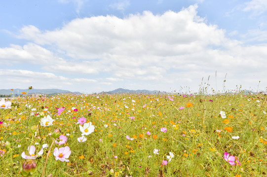 野花草地