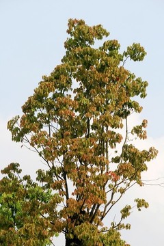 樟樹