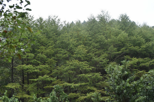 樹林樹葉