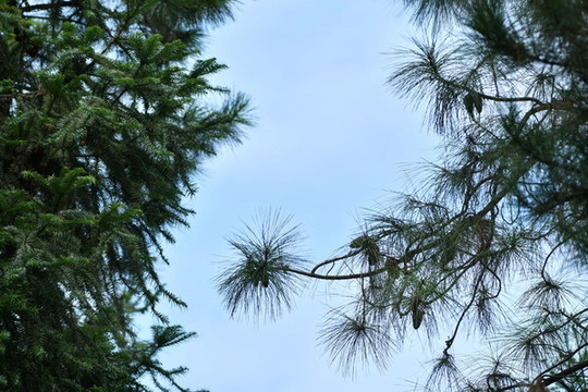 樹林樹葉