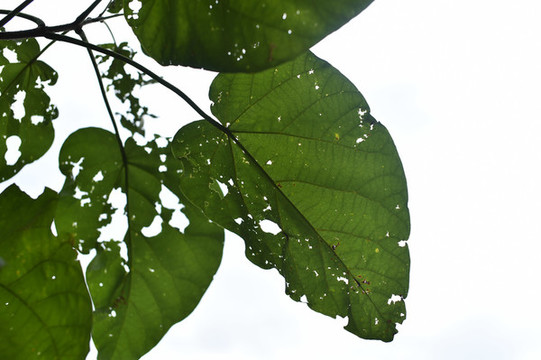 樹林樹葉