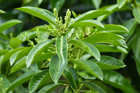 樹林樹葉