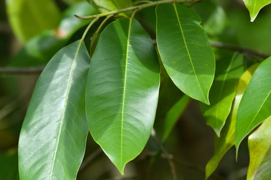 樹林樹葉
