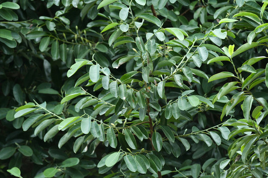 樹林樹葉