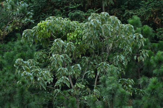 樹林樹葉