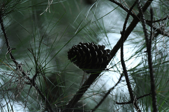 樹(shù)林