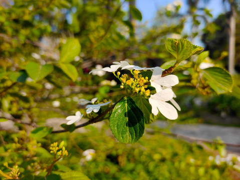 蝶花莢
