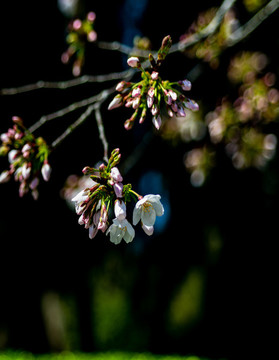 櫻花開