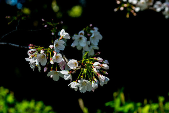 櫻花開