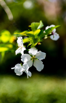 上海中山公園春天的花