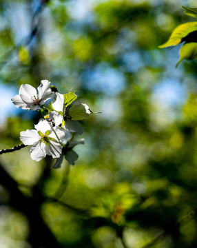 上海中山公園春天的花
