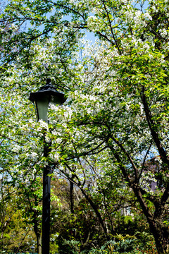 上海中山公園春天的花