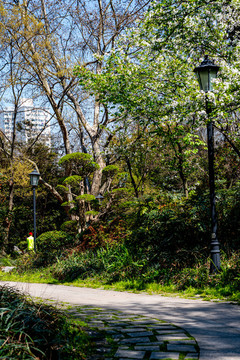 上海長(zhǎng)寧中山公園春天