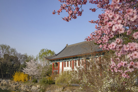粉色花朵下北京大學(xué)備齋