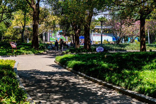 上海長寧中山公園春天