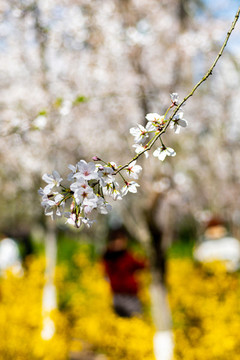 上海魯迅公園櫻花