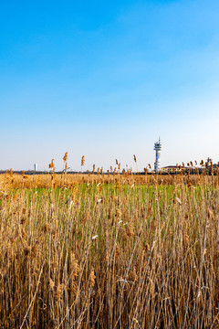上海寶山吳淞炮臺灣國家濕地公園