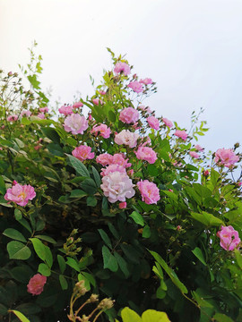 薔薇花