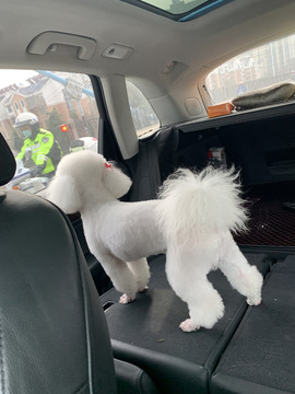 比熊犬