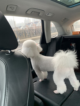 比熊犬