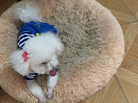 比熊犬