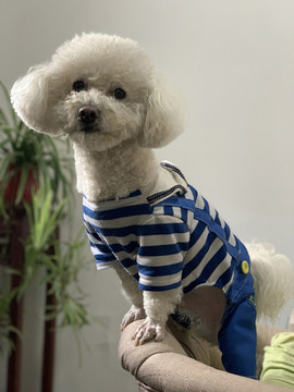 比熊犬