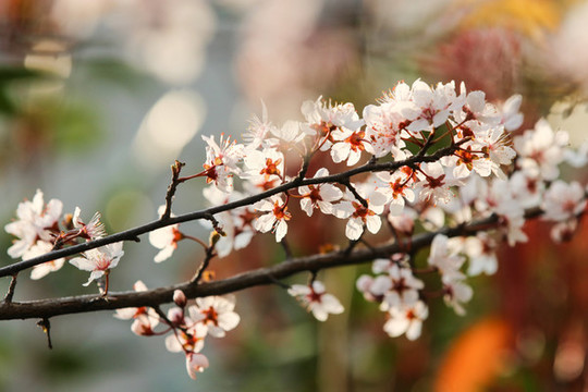 櫻花