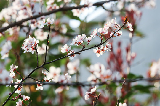 櫻花