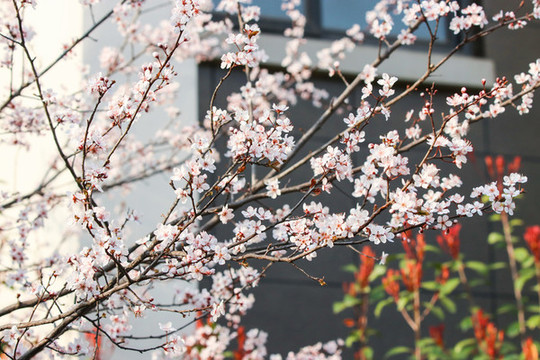 櫻花