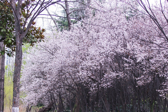 紫葉李