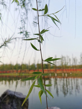 成都錦城湖濕地公園