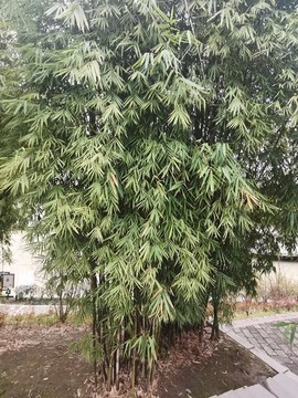 鳳尾竹