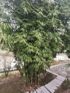 鳳尾竹
