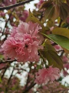 櫻花