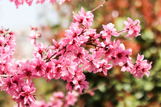 桃花8