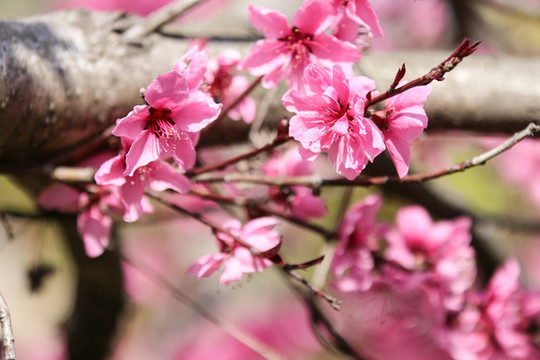 桃花16