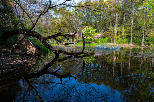 上海共青國家森林公園景觀