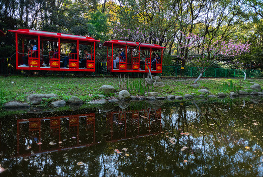 上海共青國家森林公園森林小火車