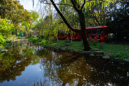 上海共青國(guó)家森林公園森林小火車