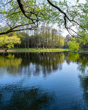 上海共青國家森林公園景觀