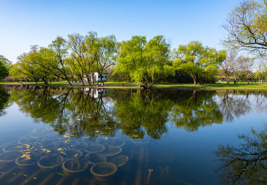 上海共青國家森林公園景色景觀