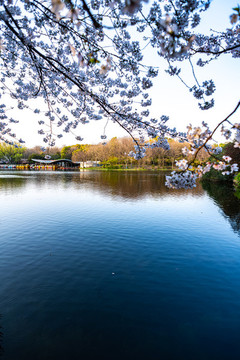 上海共青森林公園春天