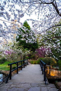 上海共青森林公園春天
