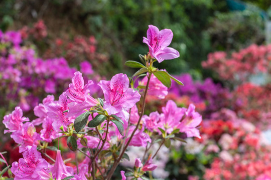 深圳梧桐山山花